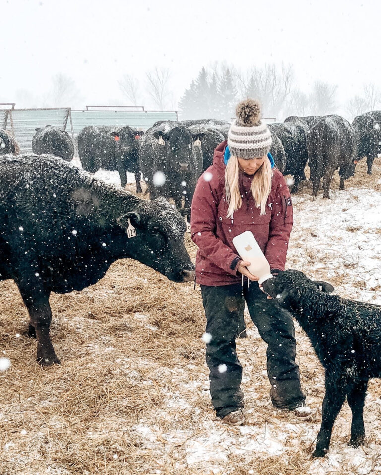 rancher feeding calf a bottle during snow storm
