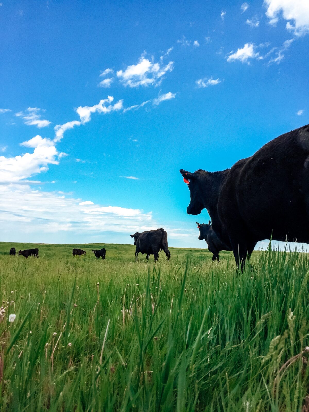 black angus commercial cows on grass