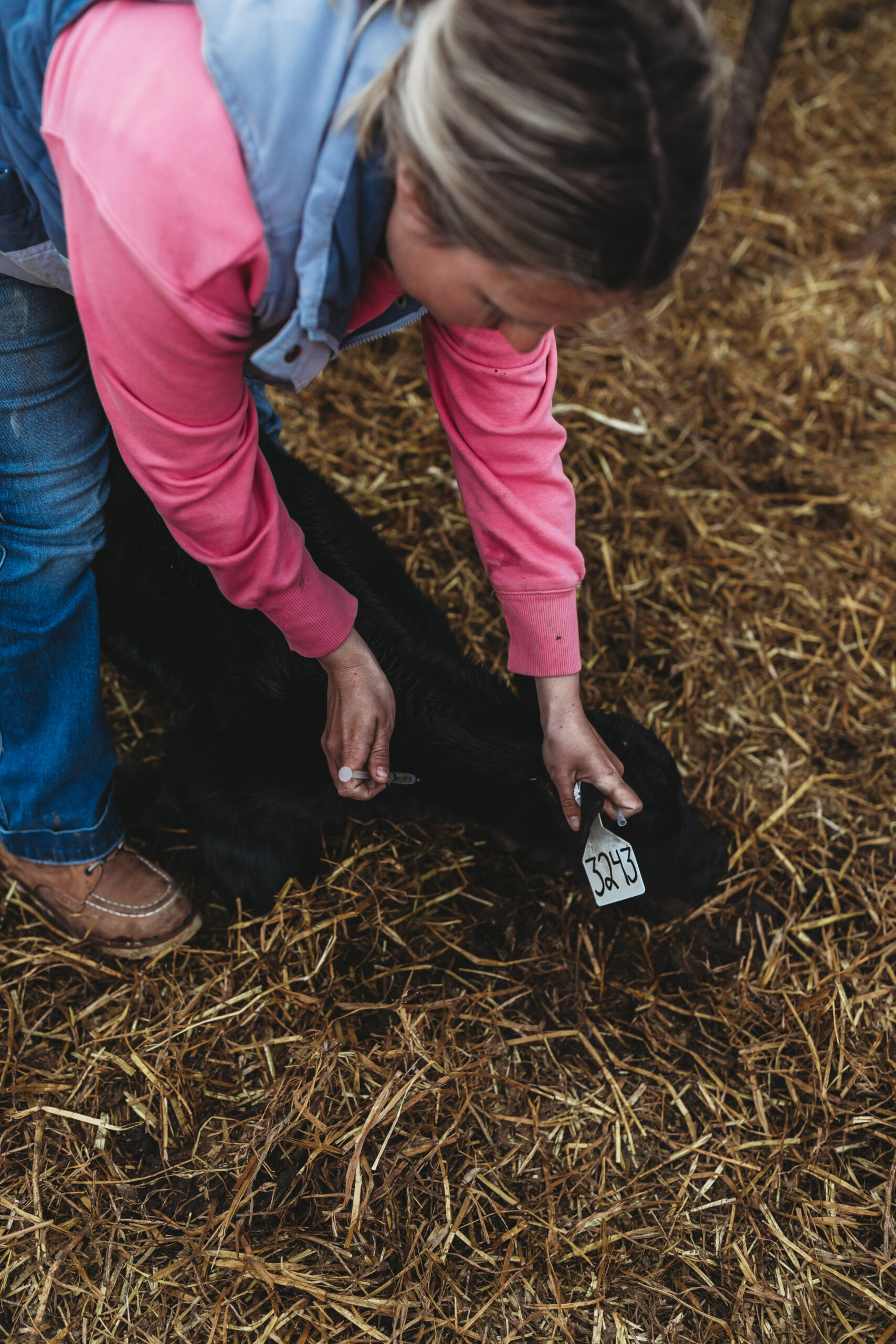 Rancher administering calf shot in the neck